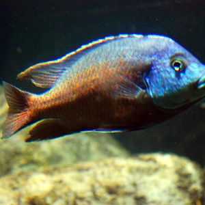 Exhibits at the Aquarium