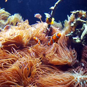 Exhibits at the Aquarium