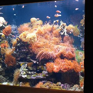 Exhibits at the Aquarium