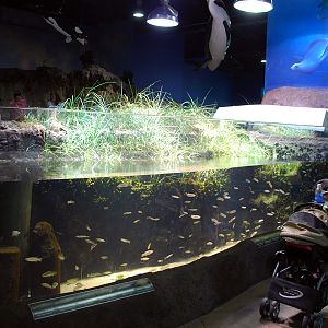 Exhibits at the Aquarium