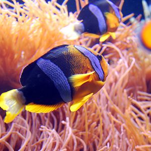 Exhibits at the Aquarium