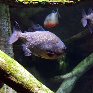 Exhibits at the Aquarium