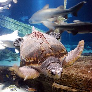 Exhibits at the Aquarium