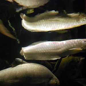 Exhibits at the Aquarium