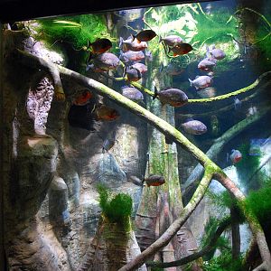 Exhibits at the Aquarium