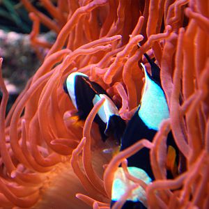 Exhibits at the Aquarium
