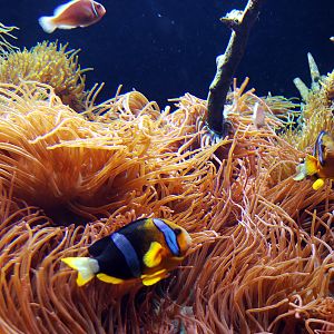 Exhibits at the Aquarium