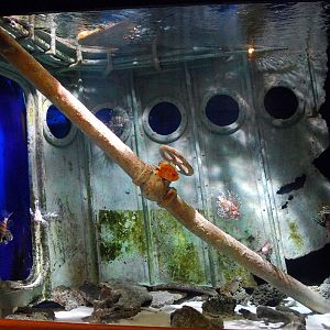 Exhibits at the Aquarium