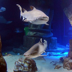 Exhibits at the Aquarium