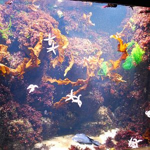 Exhibits at the Aquarium