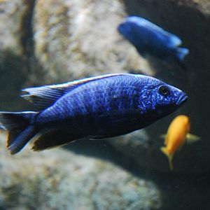 Exhibits at the Aquarium