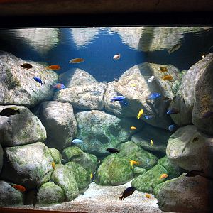 Exhibits at the Aquarium