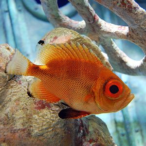 Exhibits at the Aquarium