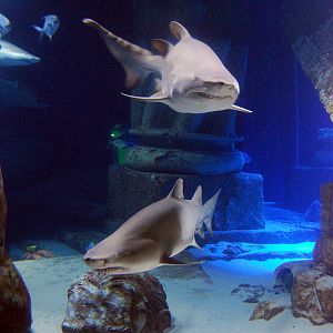 Exhibits at the Aquarium