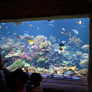 Exhibits at the Aquarium