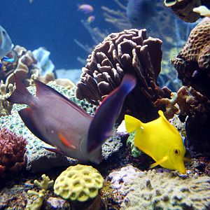 Exhibits at the Aquarium