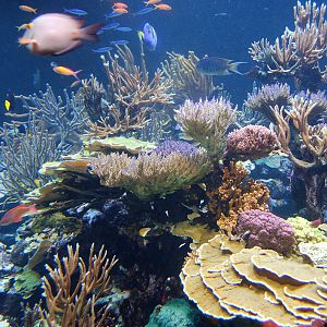 Exhibits at the Aquarium
