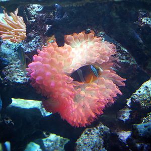 Exhibits at the Aquarium
