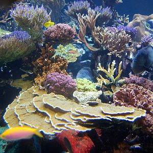 Exhibits at the Aquarium