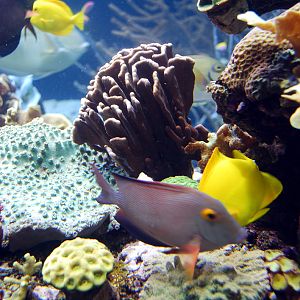 Exhibits at the Aquarium