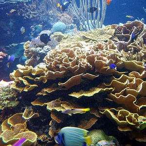 Exhibits at the Aquarium