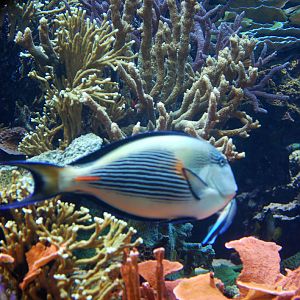 Exhibits at the Aquarium