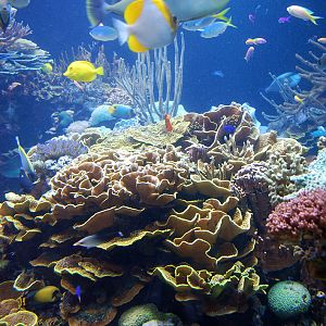 Exhibits at the Aquarium