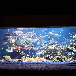 Exhibits at the Aquarium