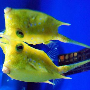 Exhibits at the Aquarium