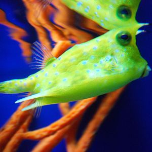 Exhibits at the Aquarium