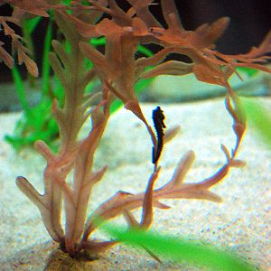 Exhibits at the Aquarium