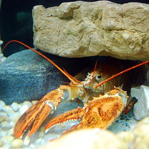 Exhibits at the Aquarium