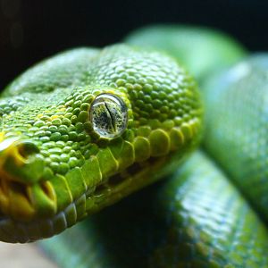 Snake House - Green Tree Python