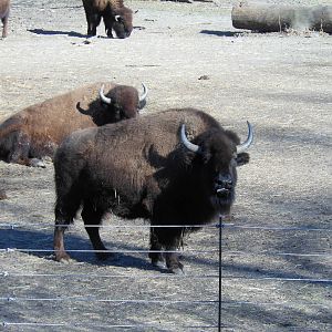 Bronx Zoo- Bison Range- Bison Staring at Me