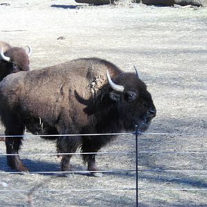 Bronx Zoo- Bison Range- Bison Profile 1