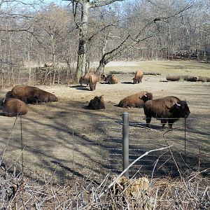 Bronx Zoo- Bison Range- Bison Exhibit