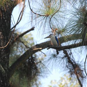 Wild White-collared Kingfisher at Saigon Zoo, 16/03/12