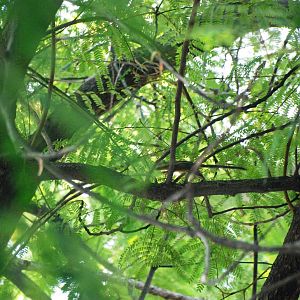 Wild Cambodian Striped Squirrel at Saigon Zoo, 16/03/12