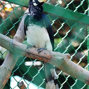 Oriental Pied Hornbill at Saigon Zoo, 16/03/12