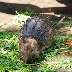 Asian Brush-tailed Porcupine at Saigon Zoo, 16/03/12