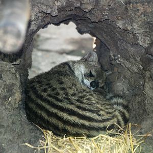 Small Indian Civet at Saigon Zoo, 16/03/12