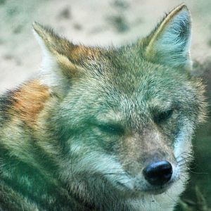 Asian Golden Jackal at Saigon Zoo, 16/03/12