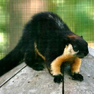 Condao Black Giant Squirrel at Saigon Zoo, 16/03/12