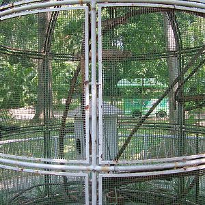 Giant Squirrel Exhibit at Saigon Zoo, 16/03/12