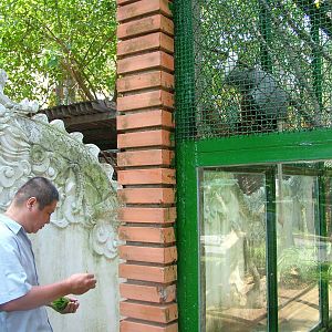 Douc Langur Feeding Time at Saigon Zoo, 16/03/12