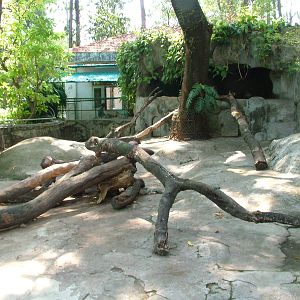 Porcupine Exhibit at Saigon Zoo, 16/03/12
