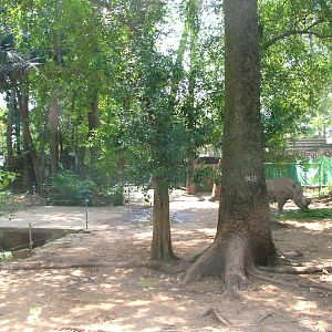 Rhino Exhibit at Saigon Zoo, 16/03/12