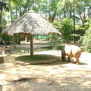 Rhino Exhibit at Saigon Zoo, 16/03/12
