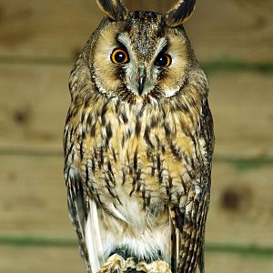 Long-eared owl