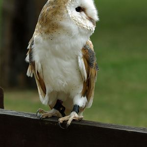 Barn owl